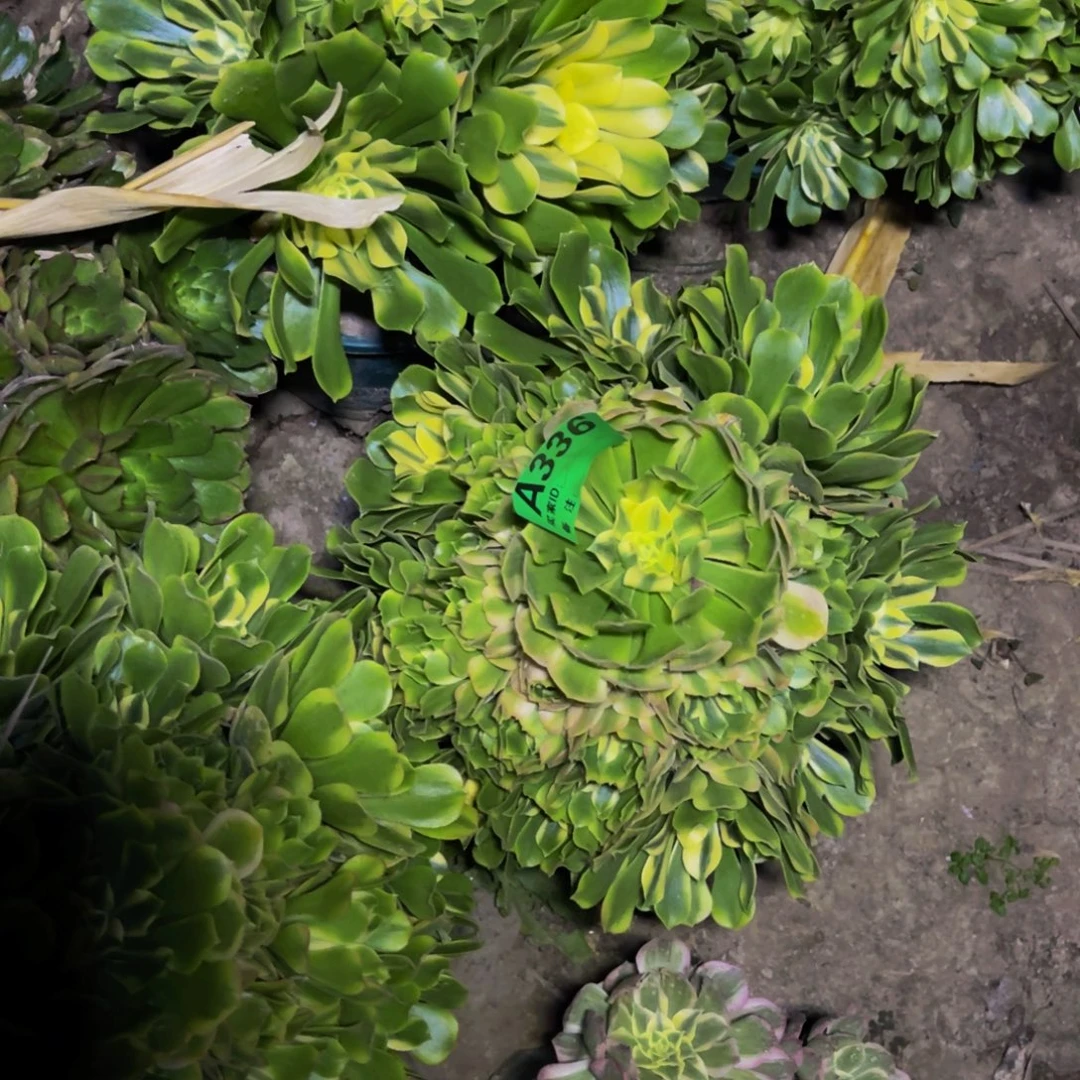 辛尼亚法师朵朵5-42