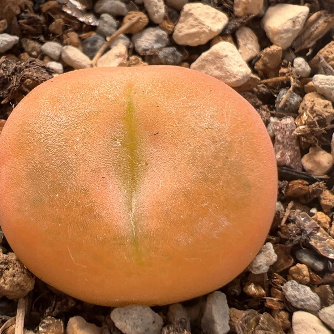 32多肉植物百科名片