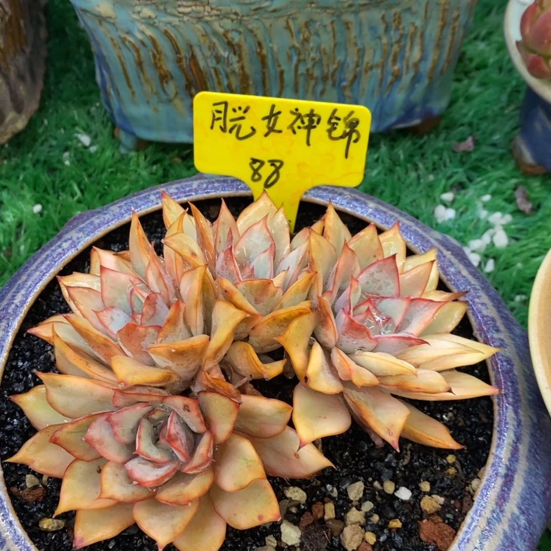 月光女神锦多肉植物盆栽