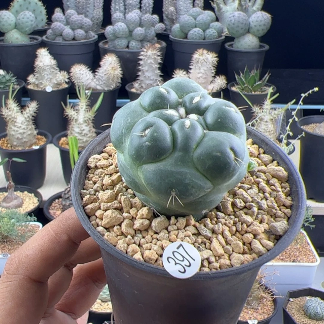 无刺象牙4一物一拍