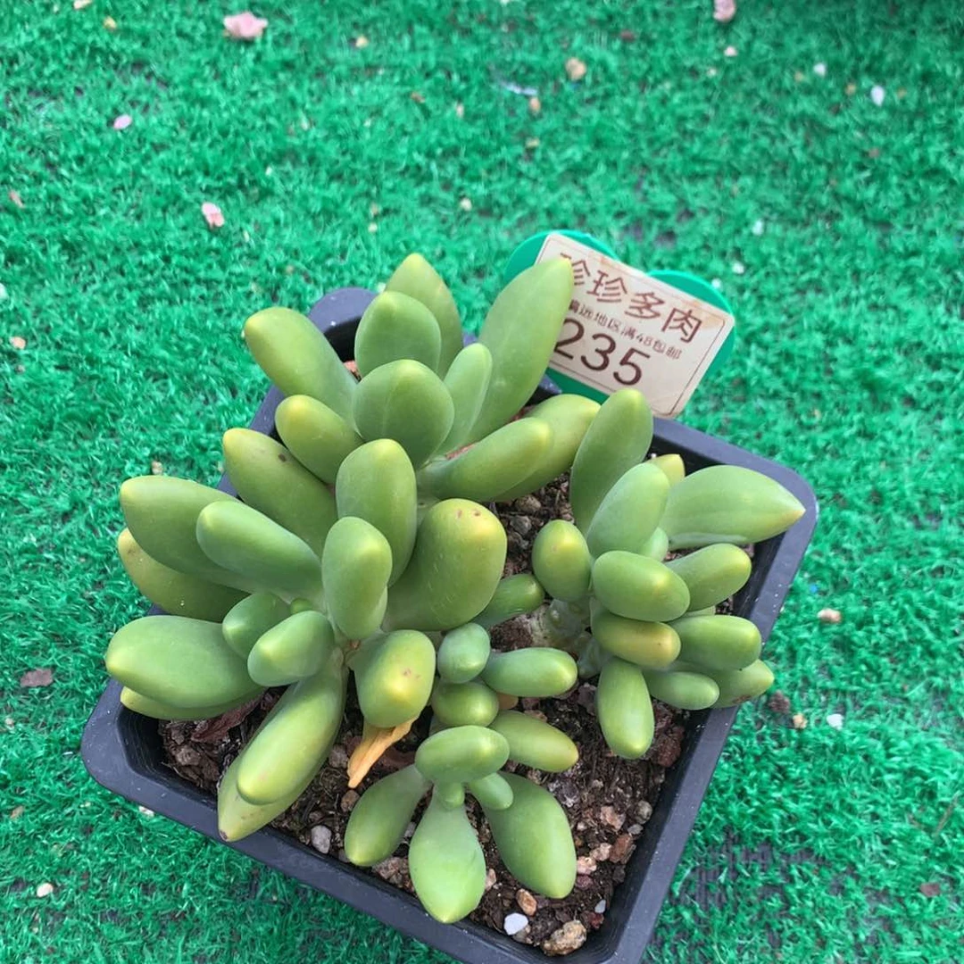 凹****飞芒果奶无砍平头235