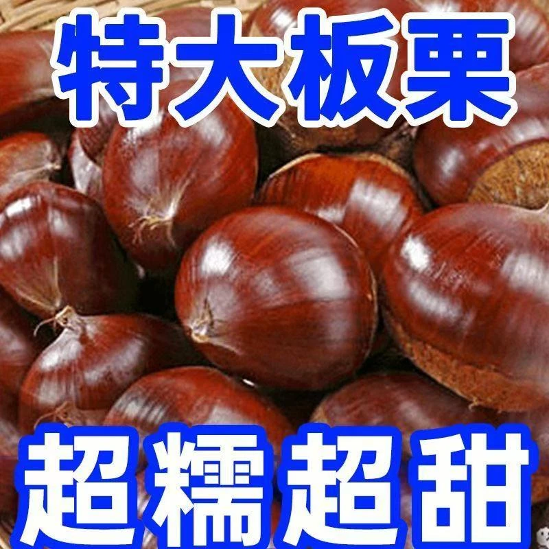【超实惠】正宗板栗生栗子新鲜板栗野生小油栗大板栗栗子包邮5斤