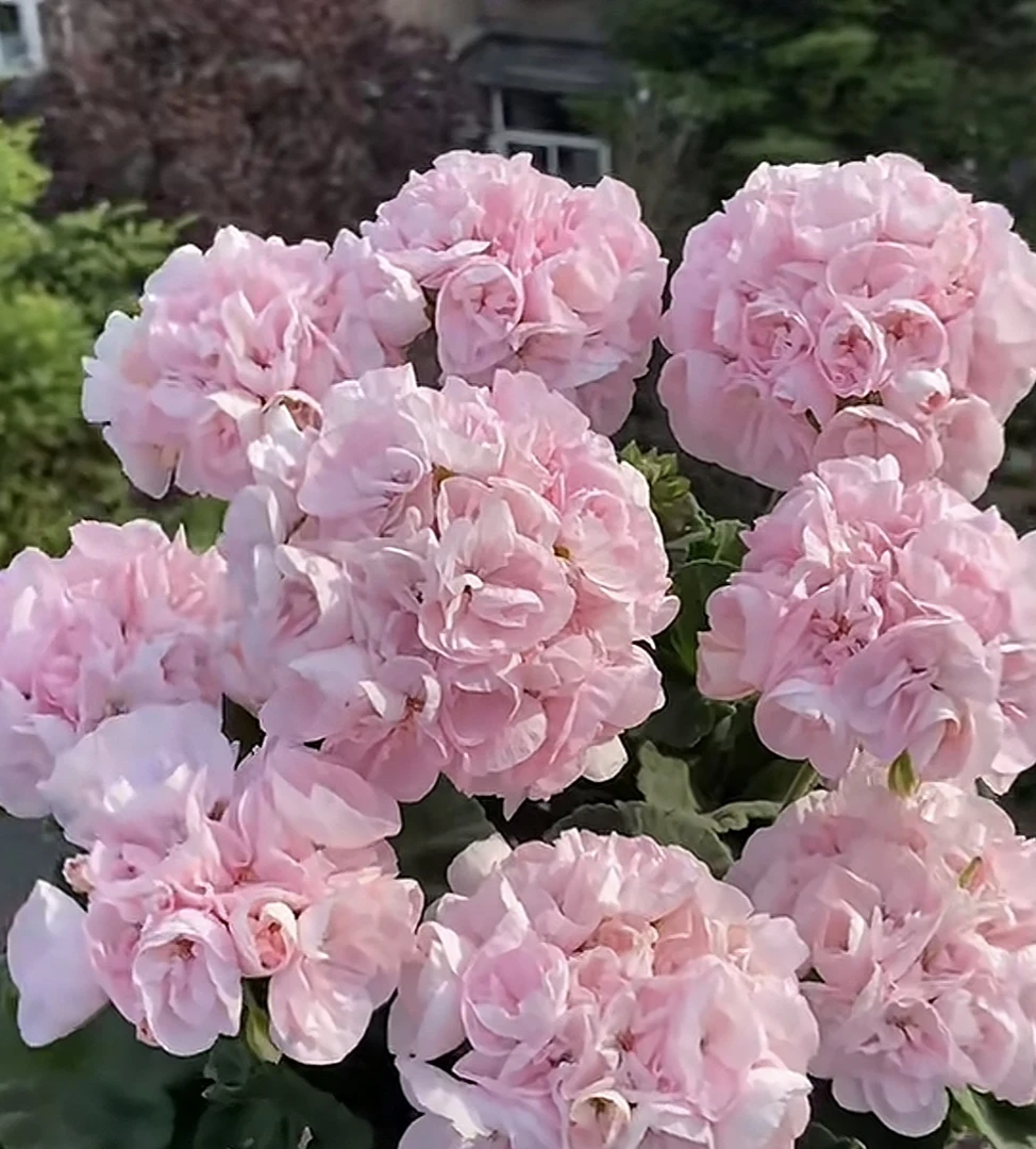 皮尔金盾夫人 大花直立天竺葵