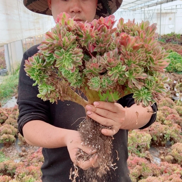 红袖醉话74号多肉法师