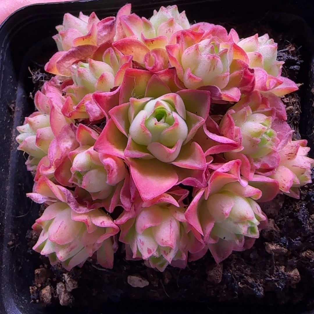 半城玫瑰橘子彤黄帕587
