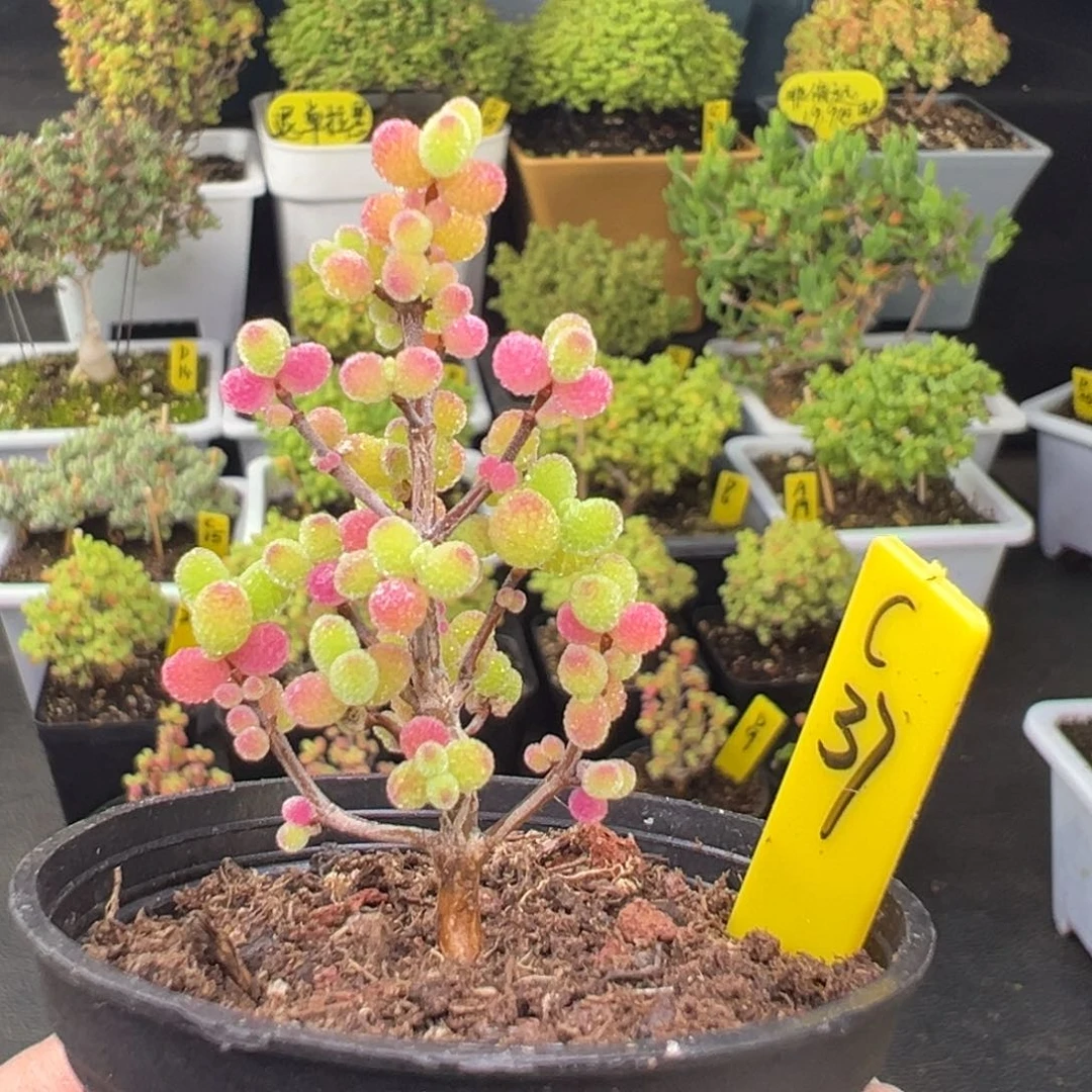 金桔带盆带土发货