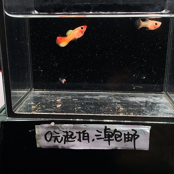 孔雀鱼皇家落日一对