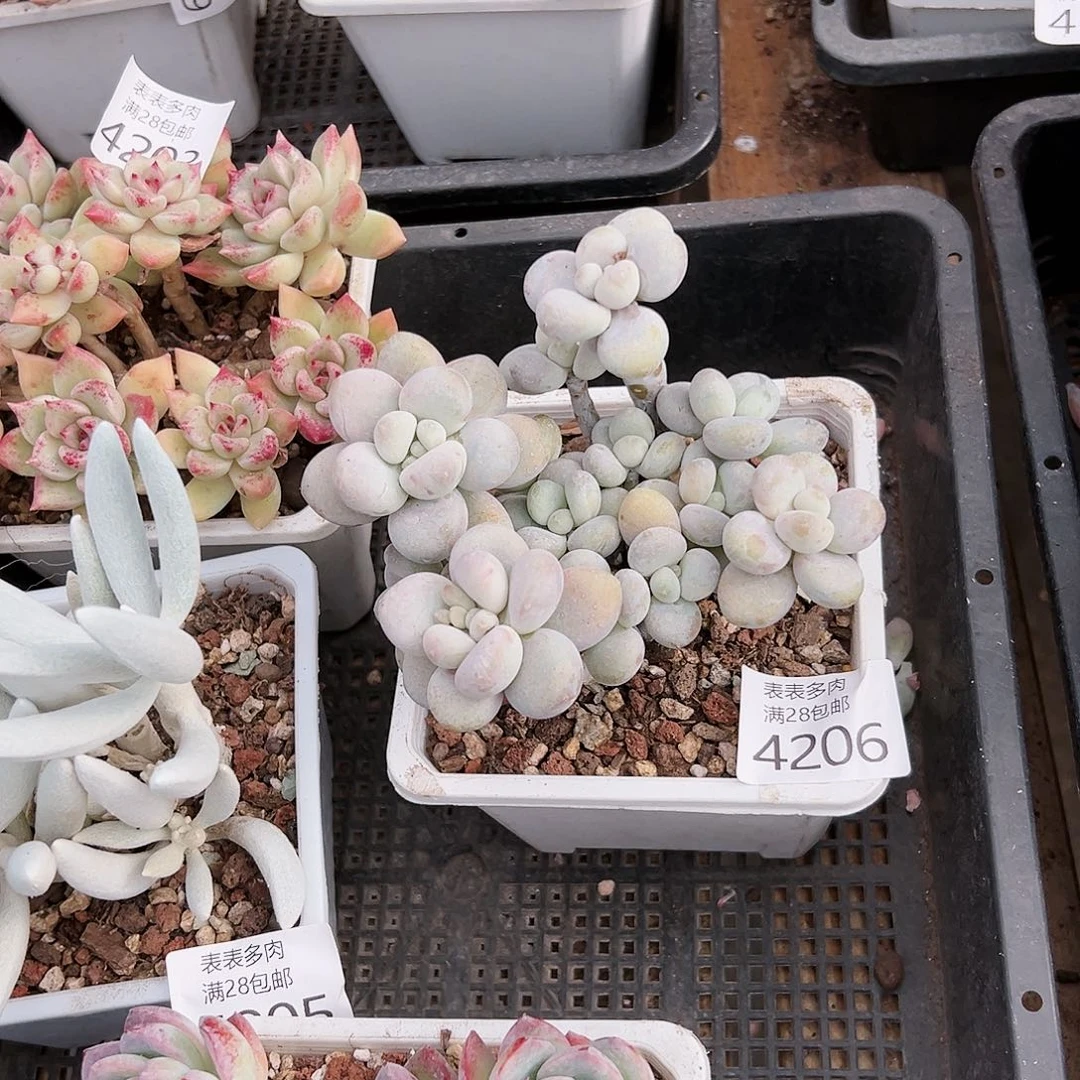 9号七***版我们的确是一4206