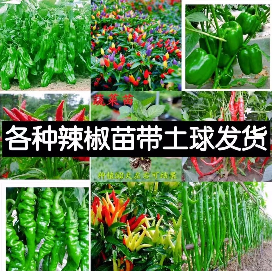 辣椒苗高产蔬菜苗薄皮椒苗长线椒苗螺丝椒苗朝天椒苗牛角椒苗四季