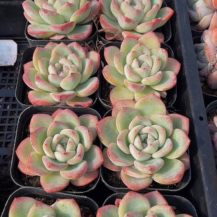 单头大泡芙带盆土发