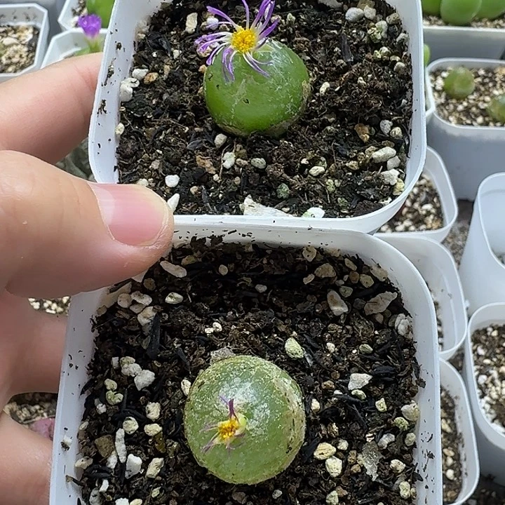 老马生石花2.1灯泡1006