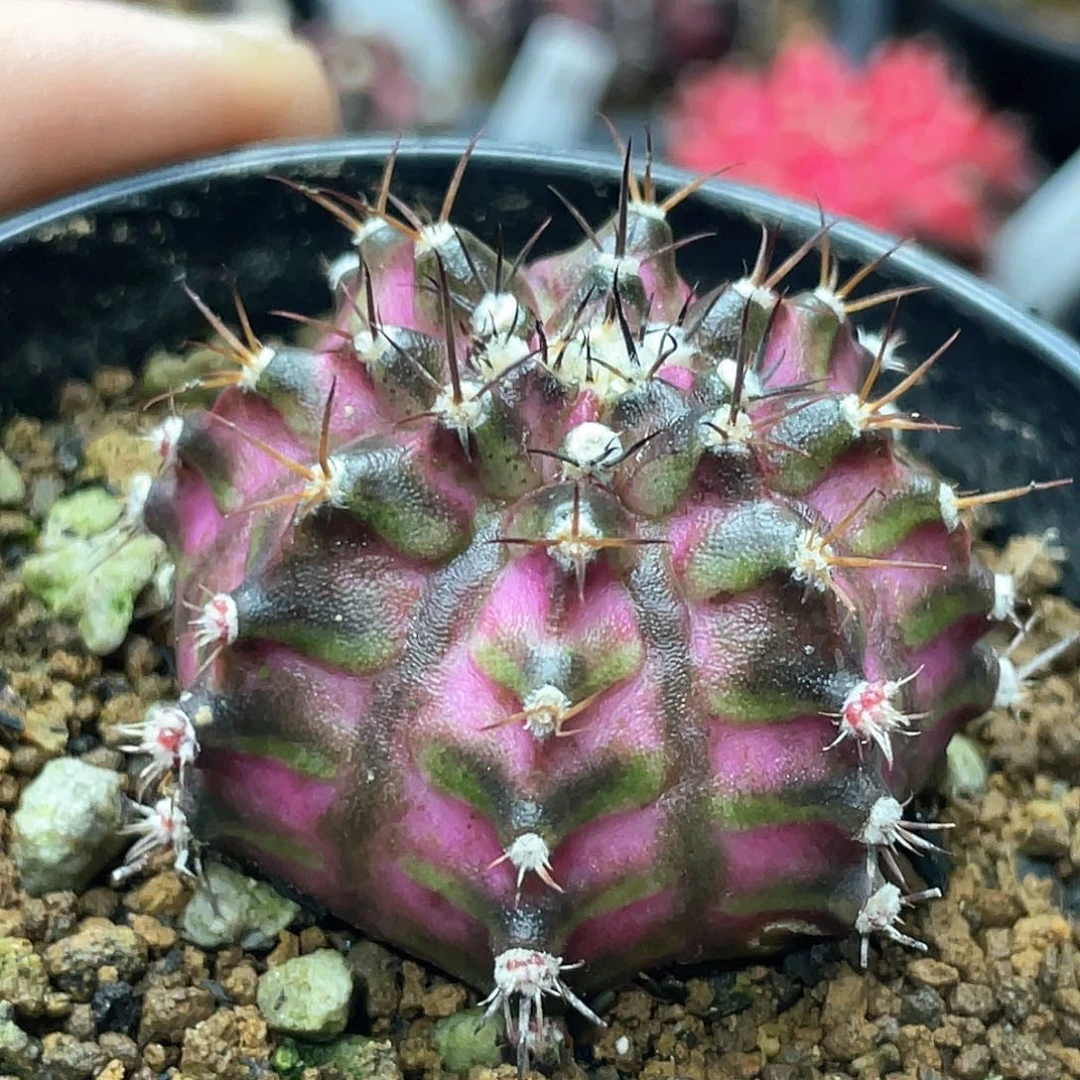 泰系实生根，海神