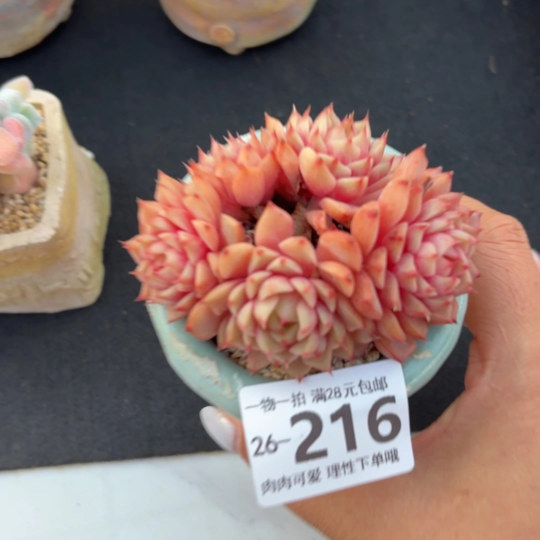 笨吧无盆土发货无