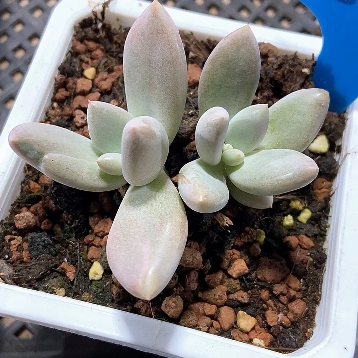 多肉植物哥特888