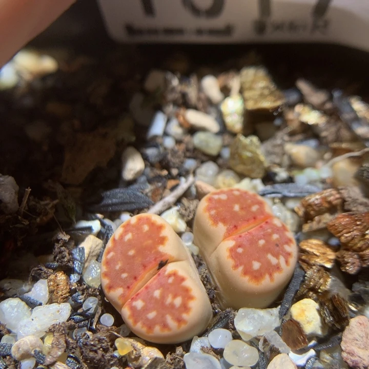 Sss精挑一物一拍1017