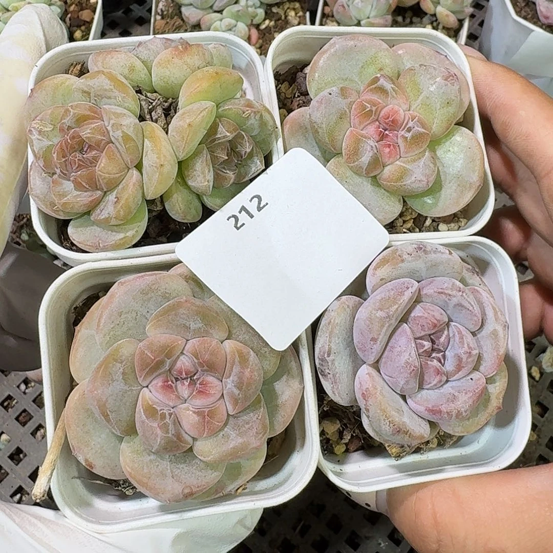 212 号到手1框～一物一拍