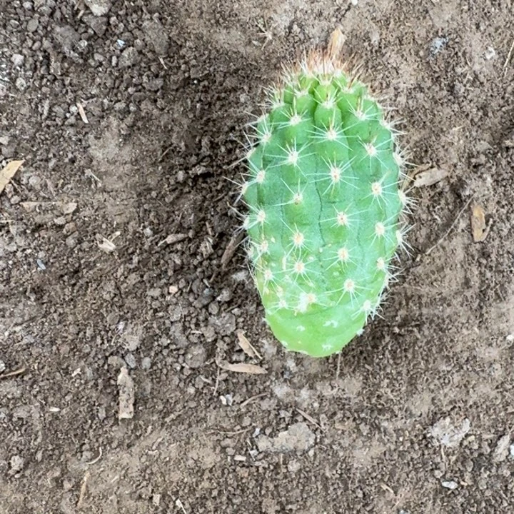 228白檀370一个无根侧牙小，20包邮
