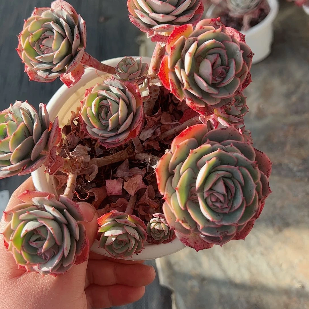 克罗地亚玫瑰160杯多肉