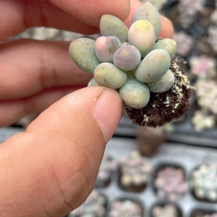 一我一拍满18包邮