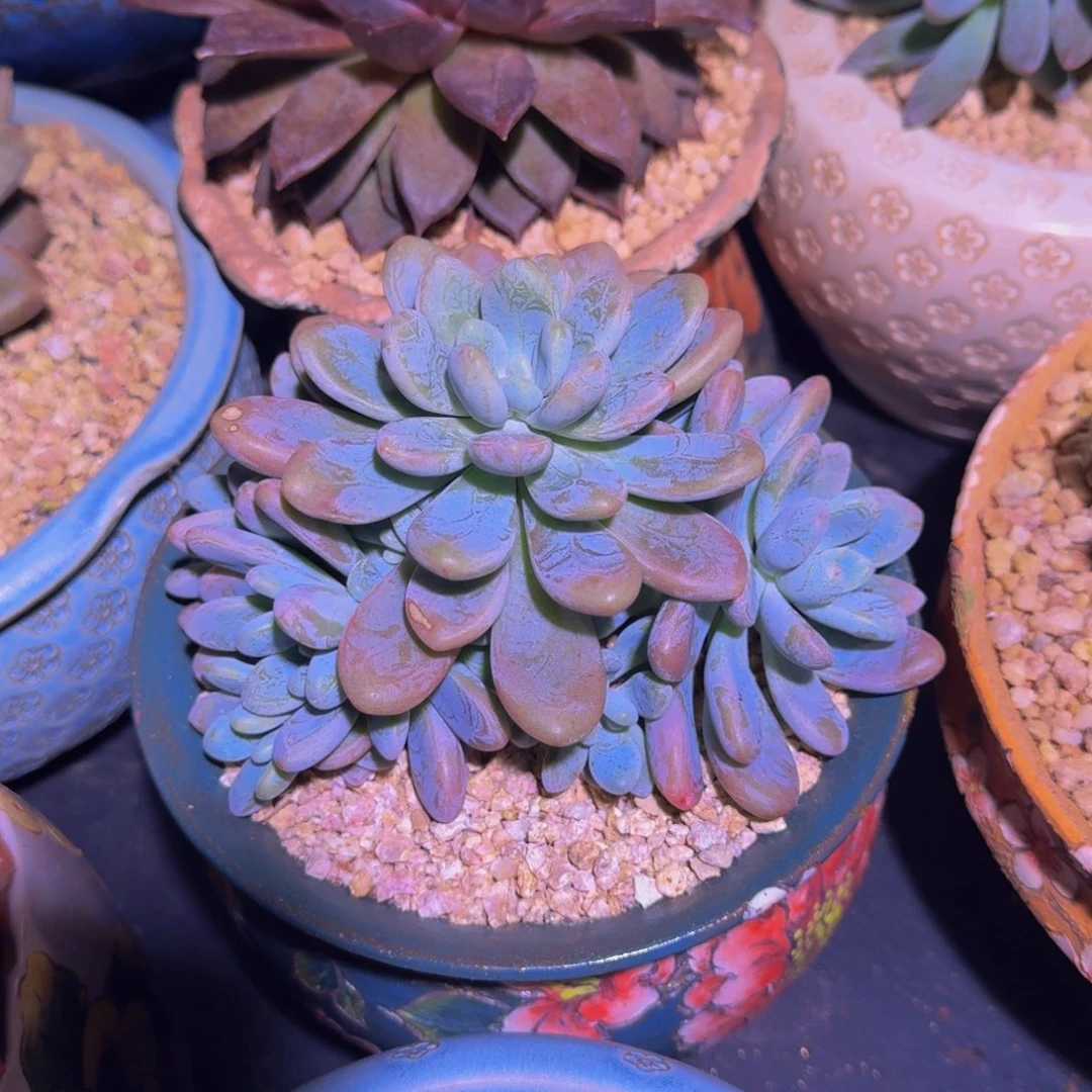 海妮亚 9头 一物一拍