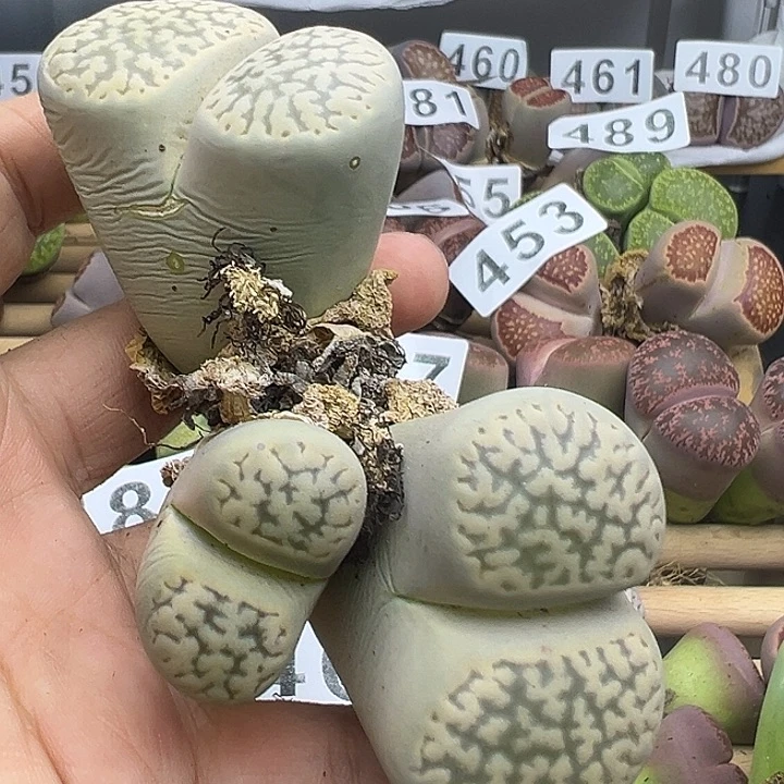 492有伤下播福利