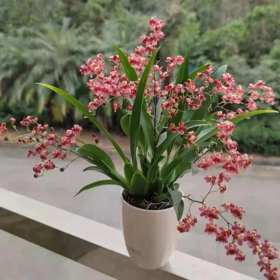 【带5杆花】特A级香水梦香文心兰红花高端绿植花卉送礼专属