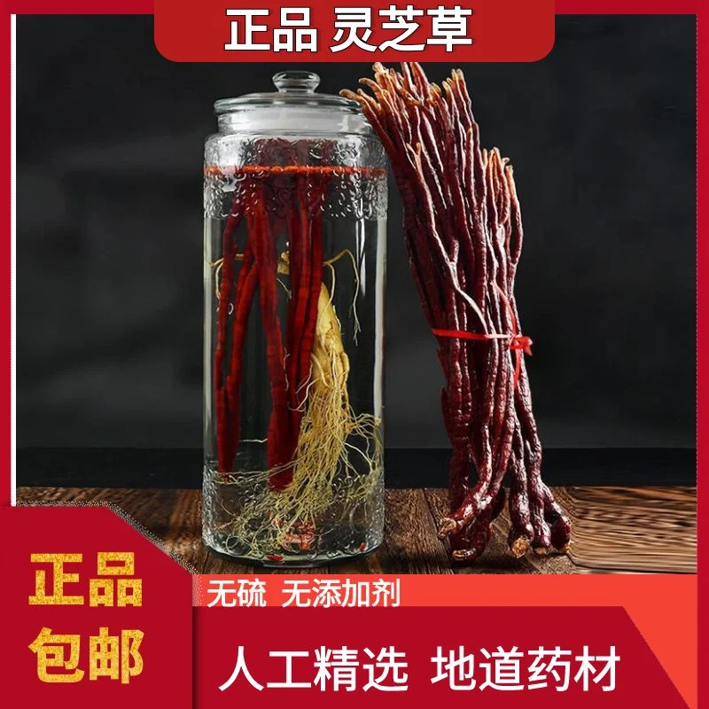 【灵芝草】250g中药材正品整棵正宗长白山鹿角灵芝泡煲汤可泡酒灵芝