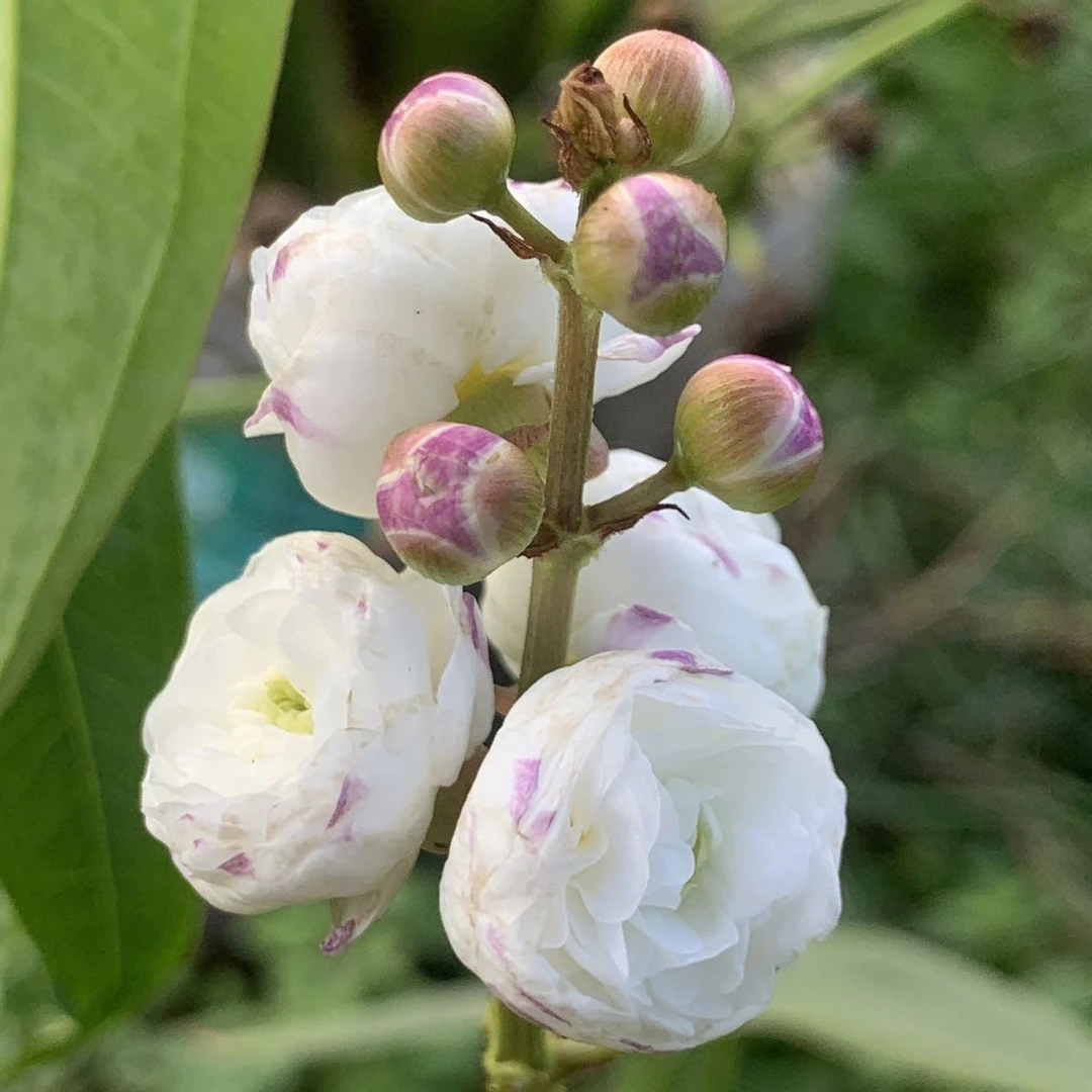 慈姑种根种苗茨菇水草水族装饰净化鱼缸植物中阳台室内水培植物