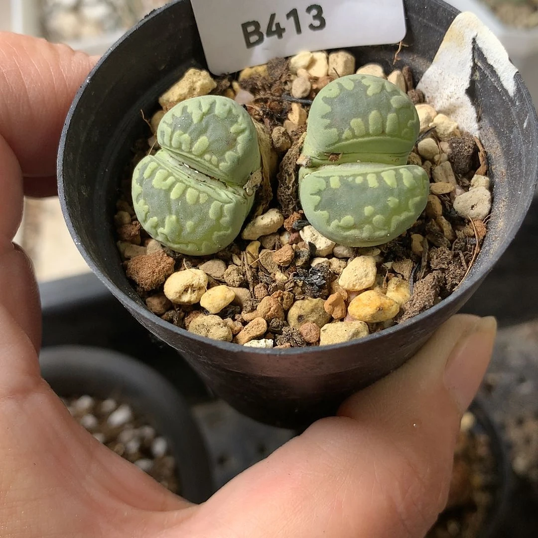 B413多肉植物保护研究所