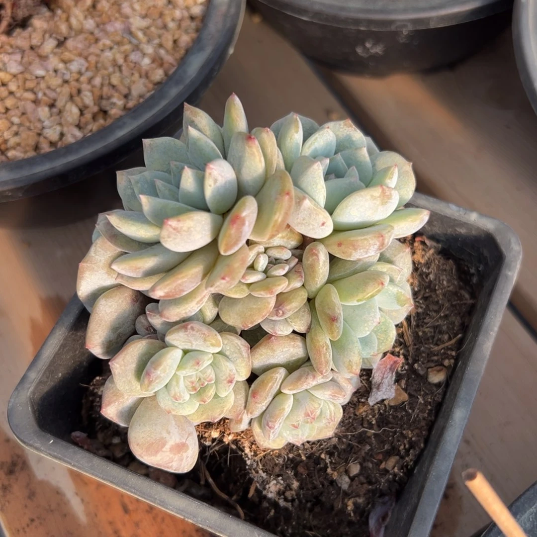 新年快乐 新年快乐 新年快乐