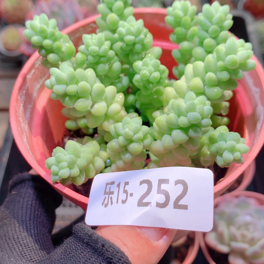 乐然15-252 玉缀群