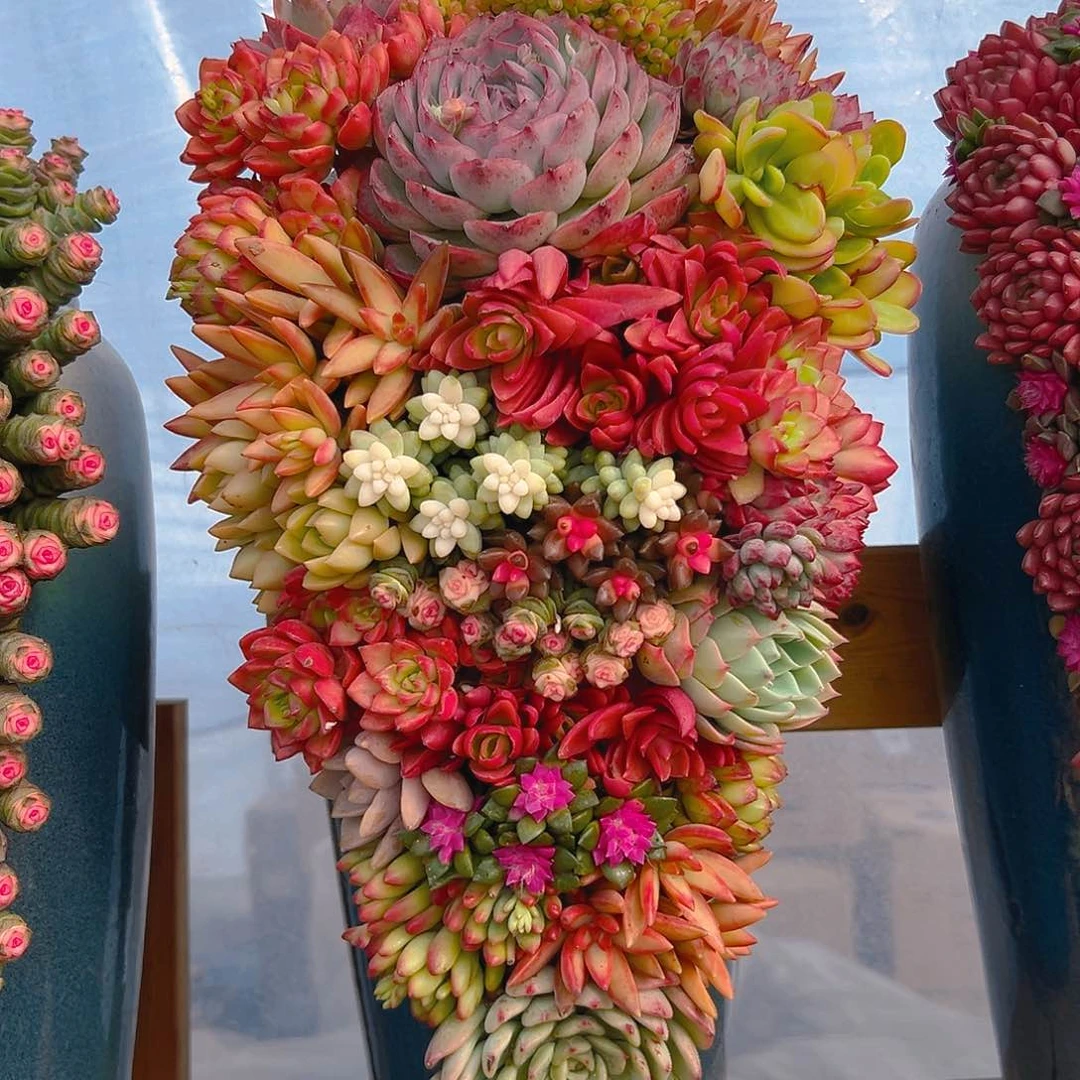 115全家福多肉组合花园