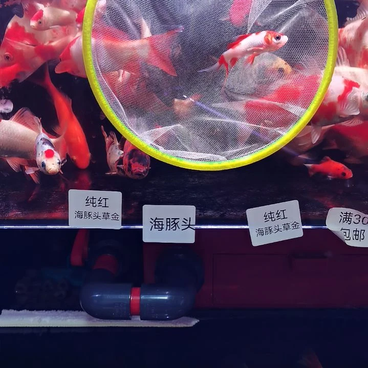 海水鱼草金十二红