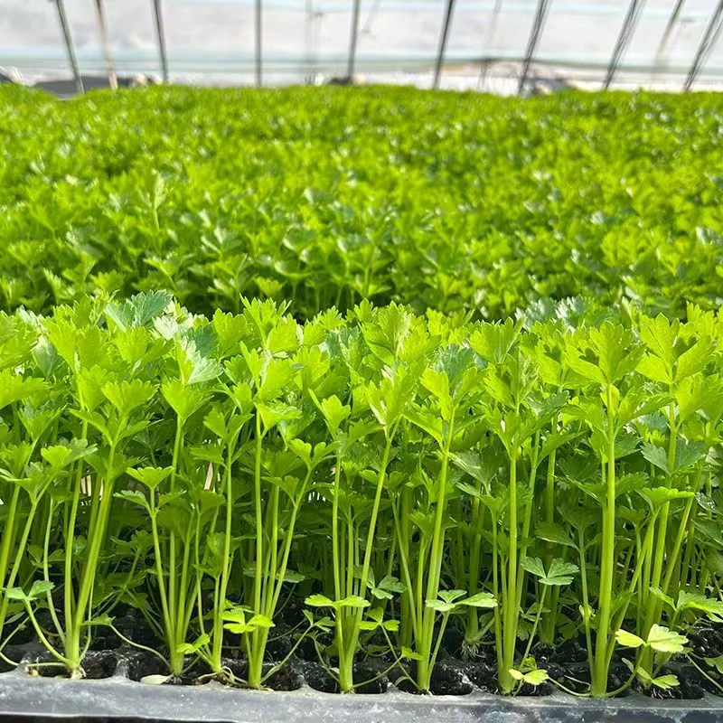 皇后芹菜苗西芹香芹根芹高产四季春秋盆栽阳台基地直发芹菜秧苗发