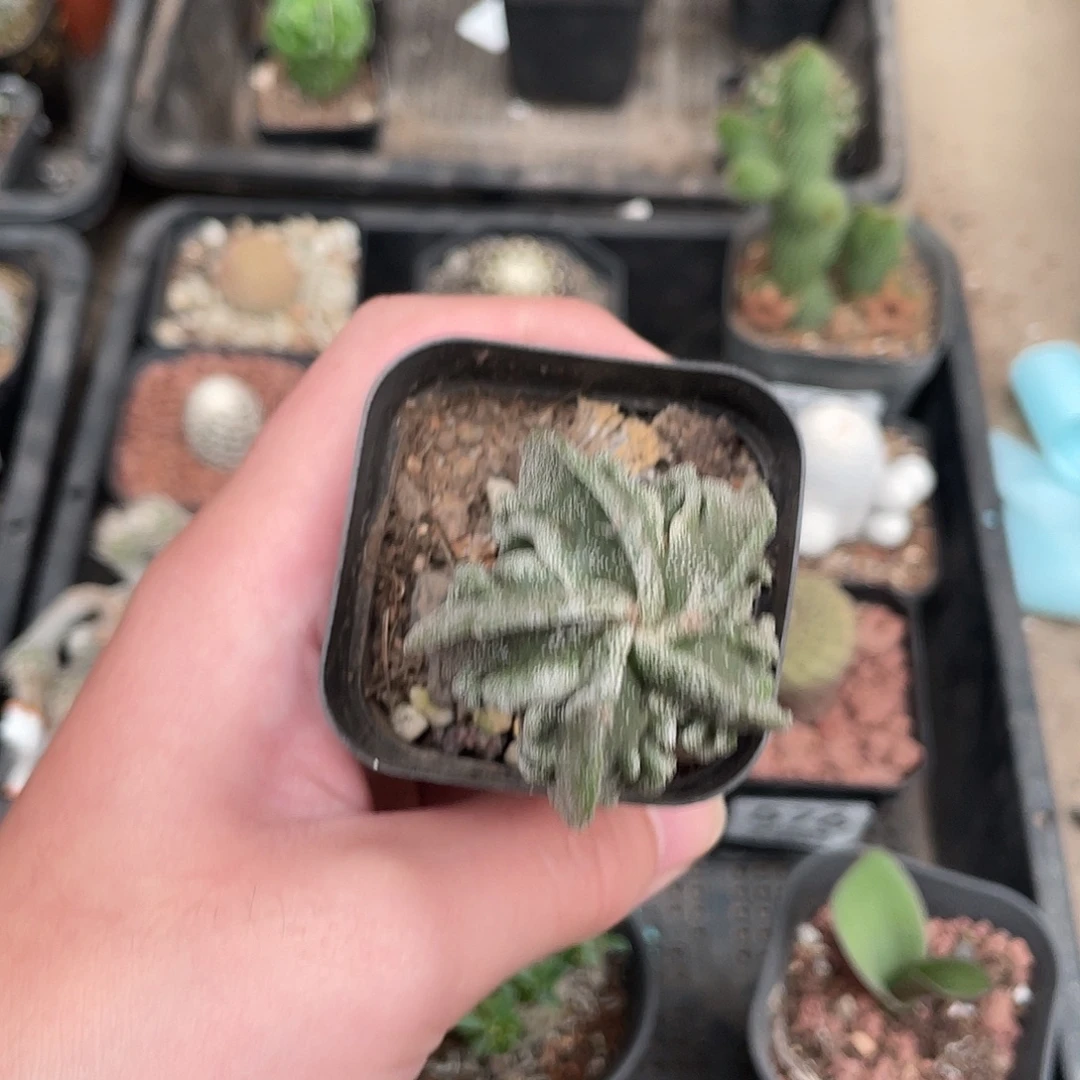 441核桃（满18包邮）