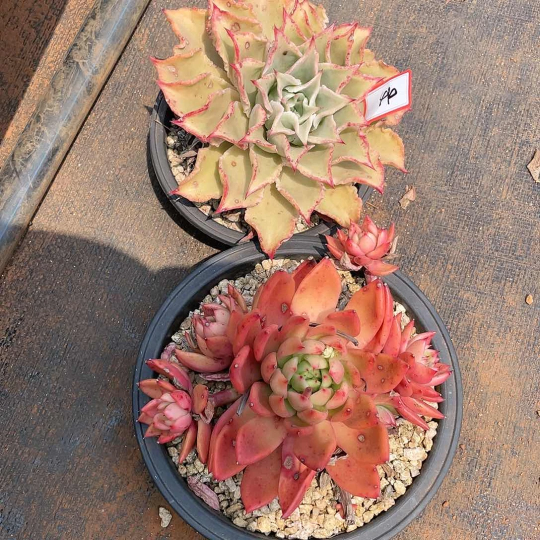 东云组拍44（新疆、西藏、内蒙不包邮）