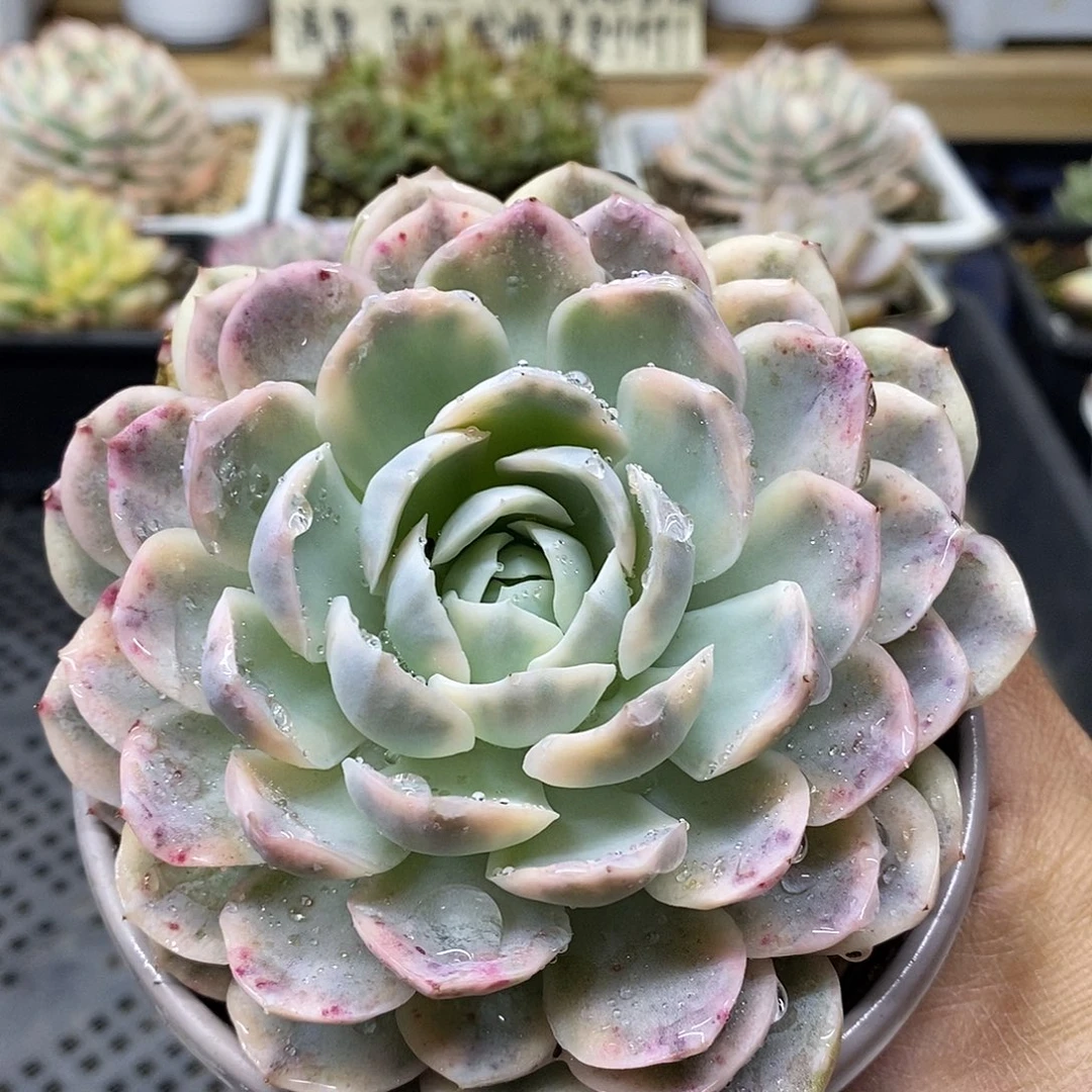 2137 大墨西哥雪球锦