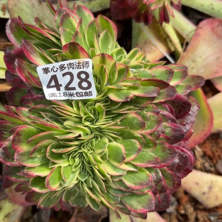 428海王缀化诺米多肉法师锦不包侧枝断枝