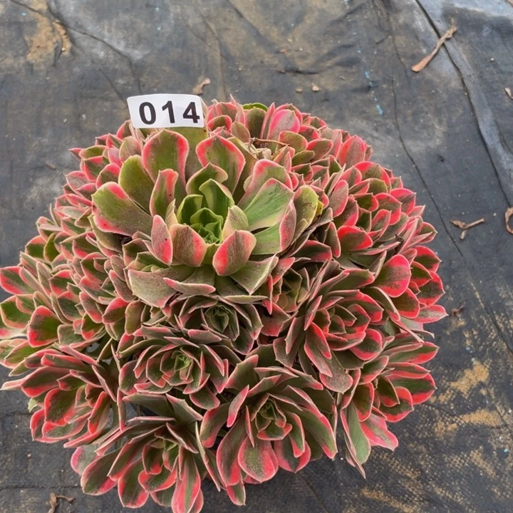 14老庄多肉法师女妖