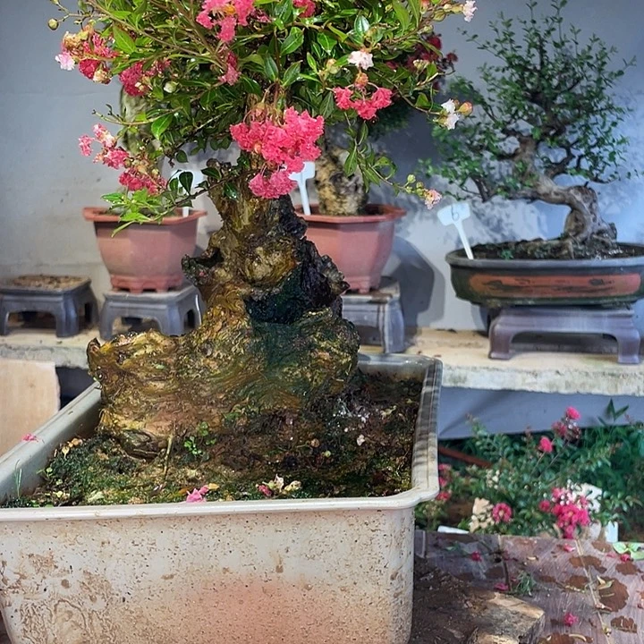 少量花朵（建议范围：2朵-5朵 或40%以下）