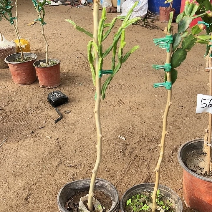 叶仙嫁接一层两颗紫色异类和028编号39