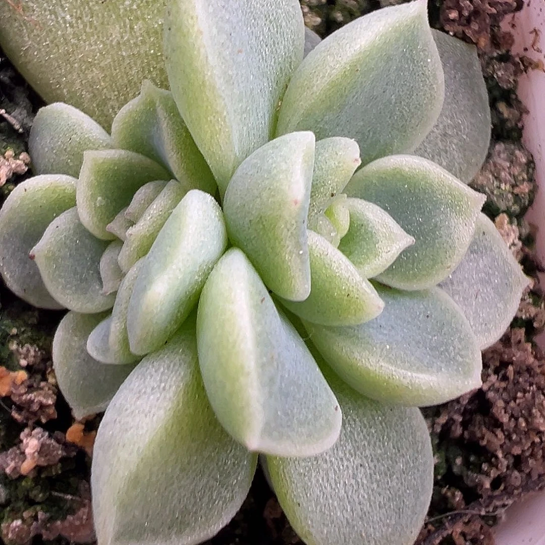 财富密码66。 独家