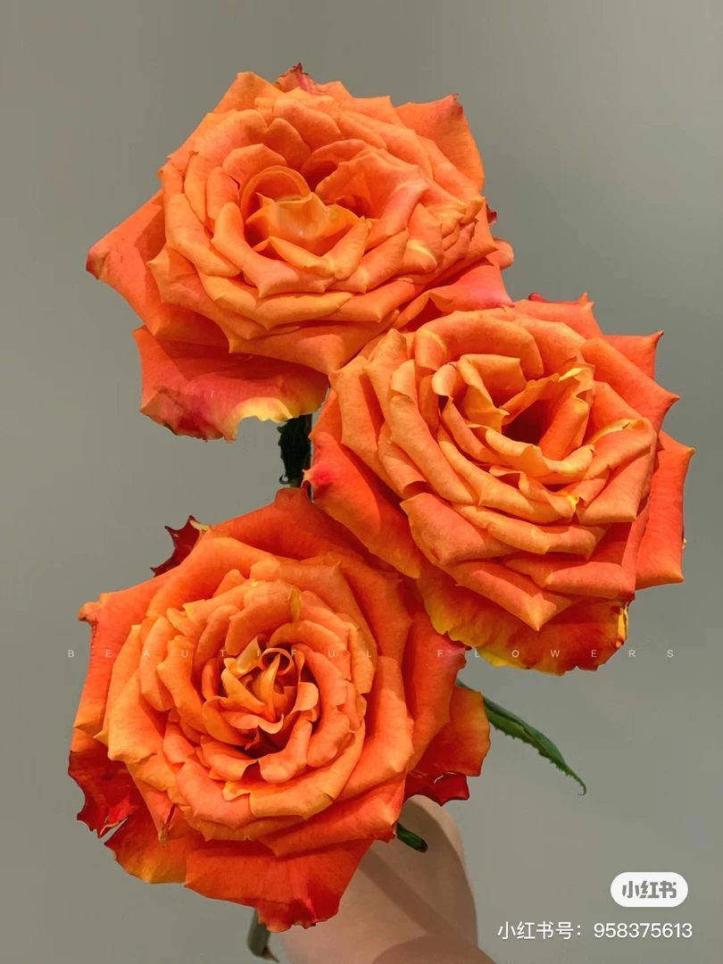 【百利信玫瑰】欢乐颂 拍下三单及以上顺丰空运包邮10支装家居插花