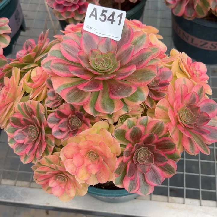 541雨荷22厘米左右