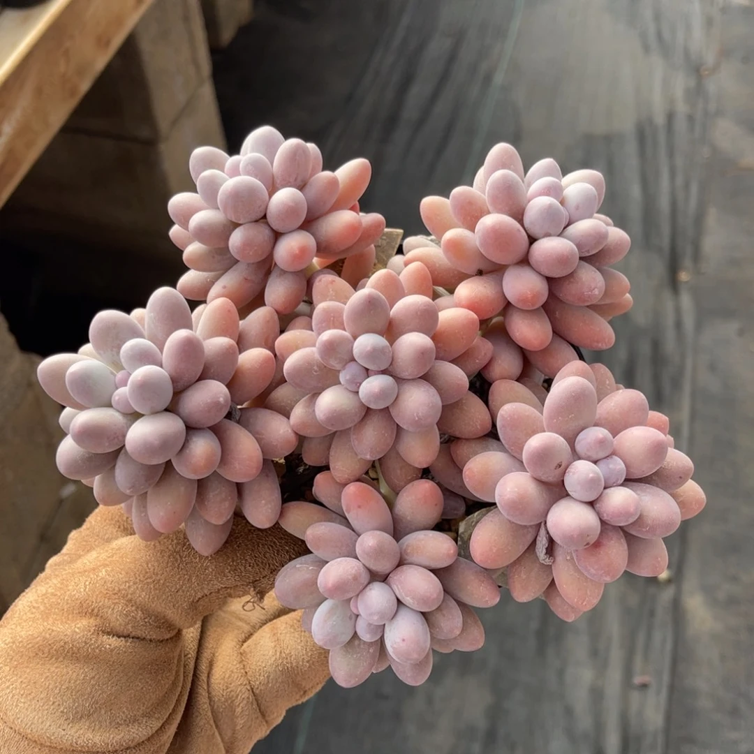 大叶汤圆一物一拍