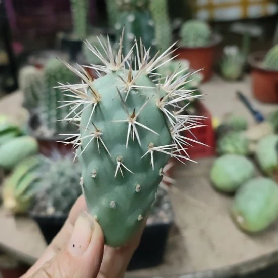 仙人球白密刺习志野侧芽