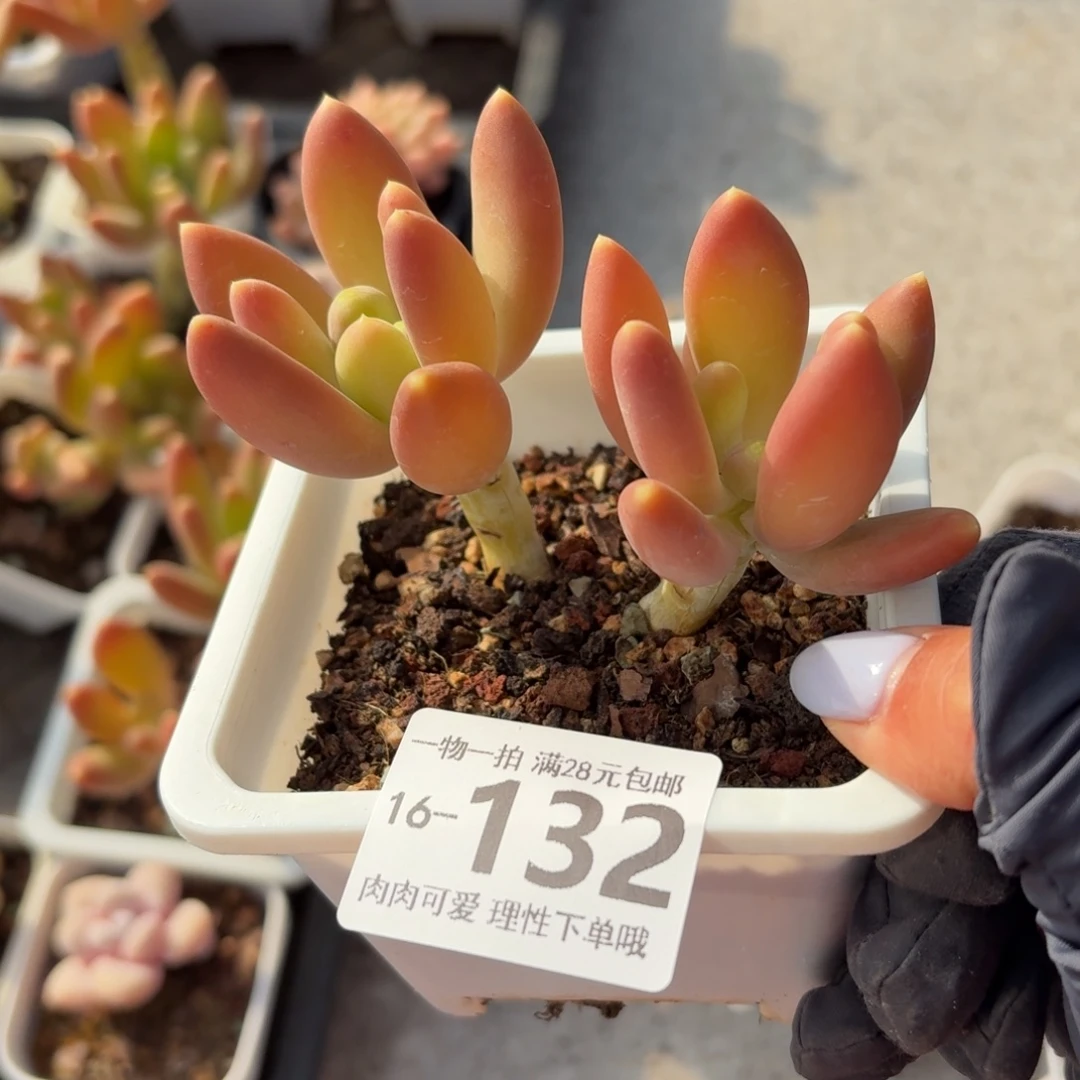 金蝉无盆土发货无