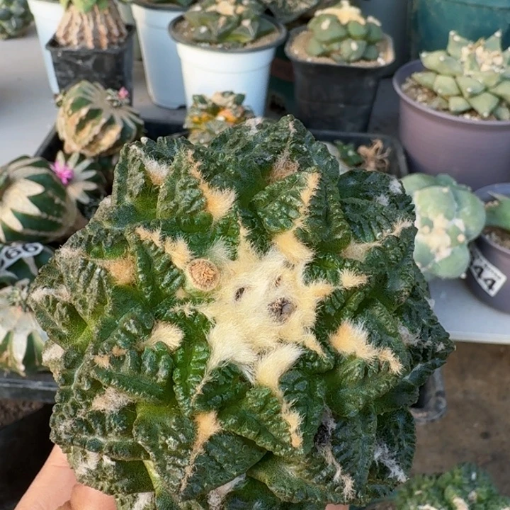 779志贺龟甲牡丹仙人球