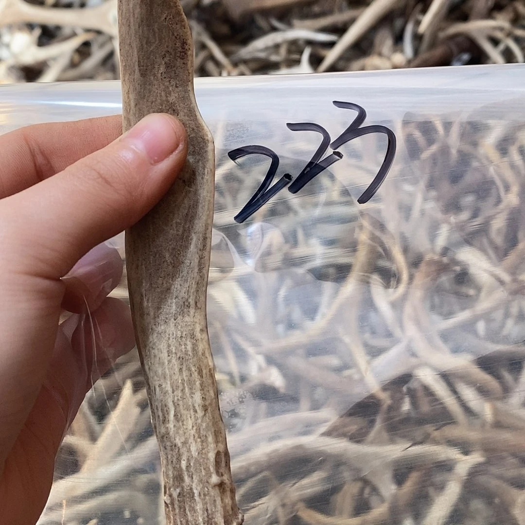 义***非金属鹿角鹿鹿角