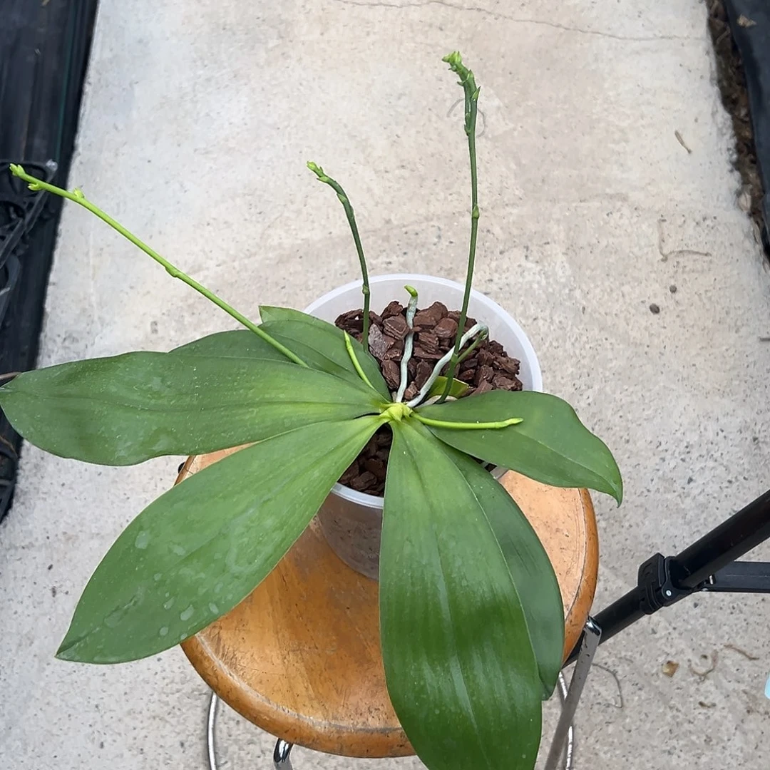 完全开放蓝盾交蓝科宁4.5高杯